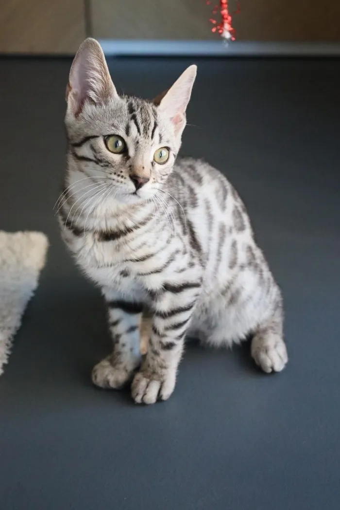 Kira, die Katze und das Maskottchen von Kirya